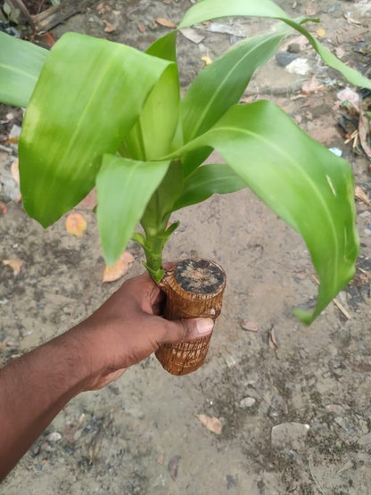 Brazilian Lucky Wood Plant